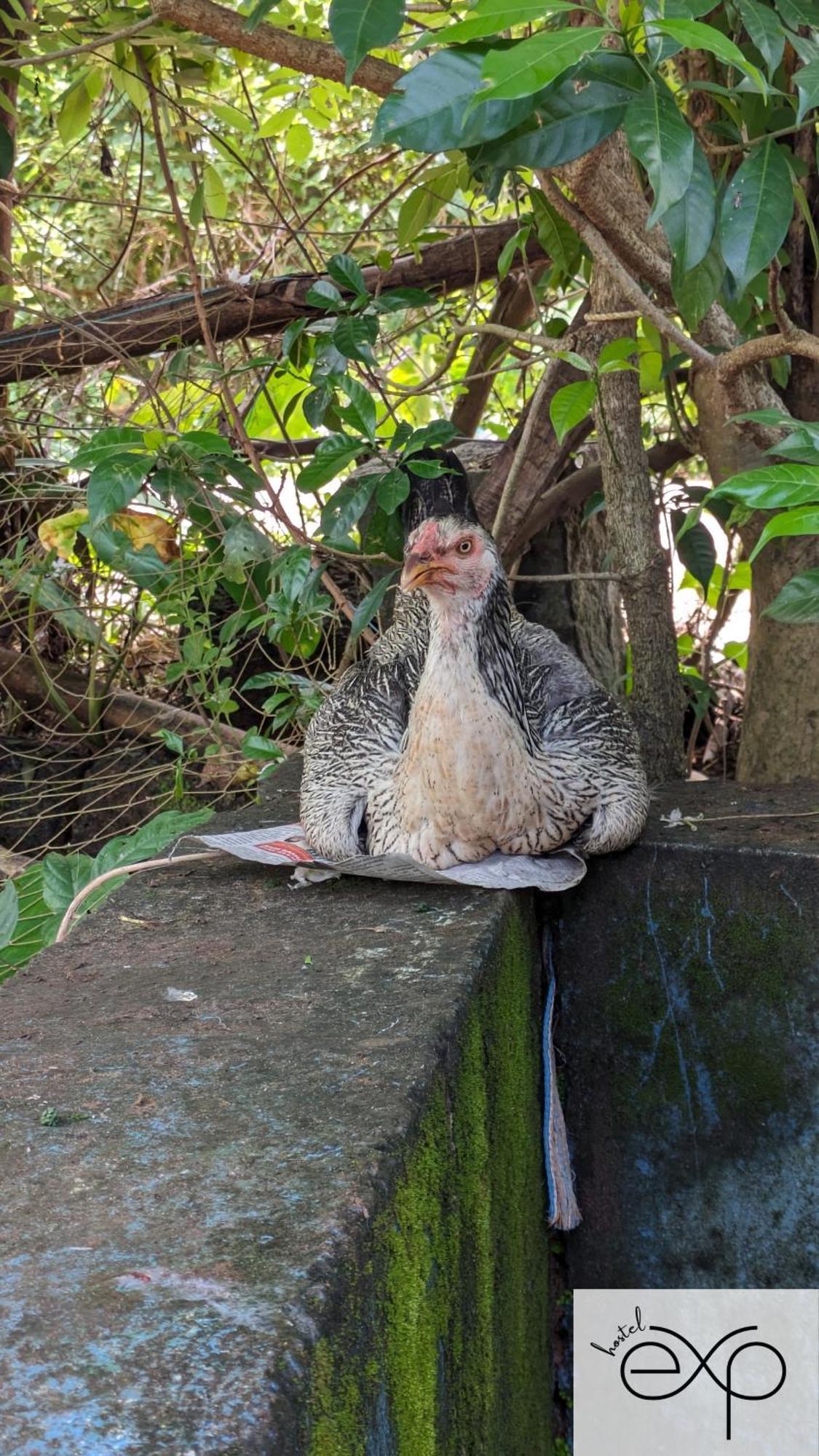 Hostelexp, Gokarna - A Slow-Paced Backpackers Community Экстерьер фото